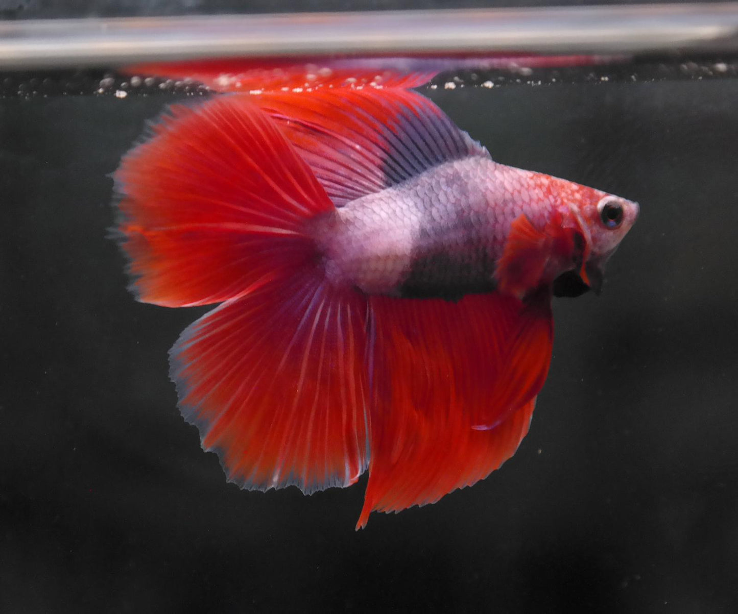 Male Two Tone Double Tail Betta Fish A120