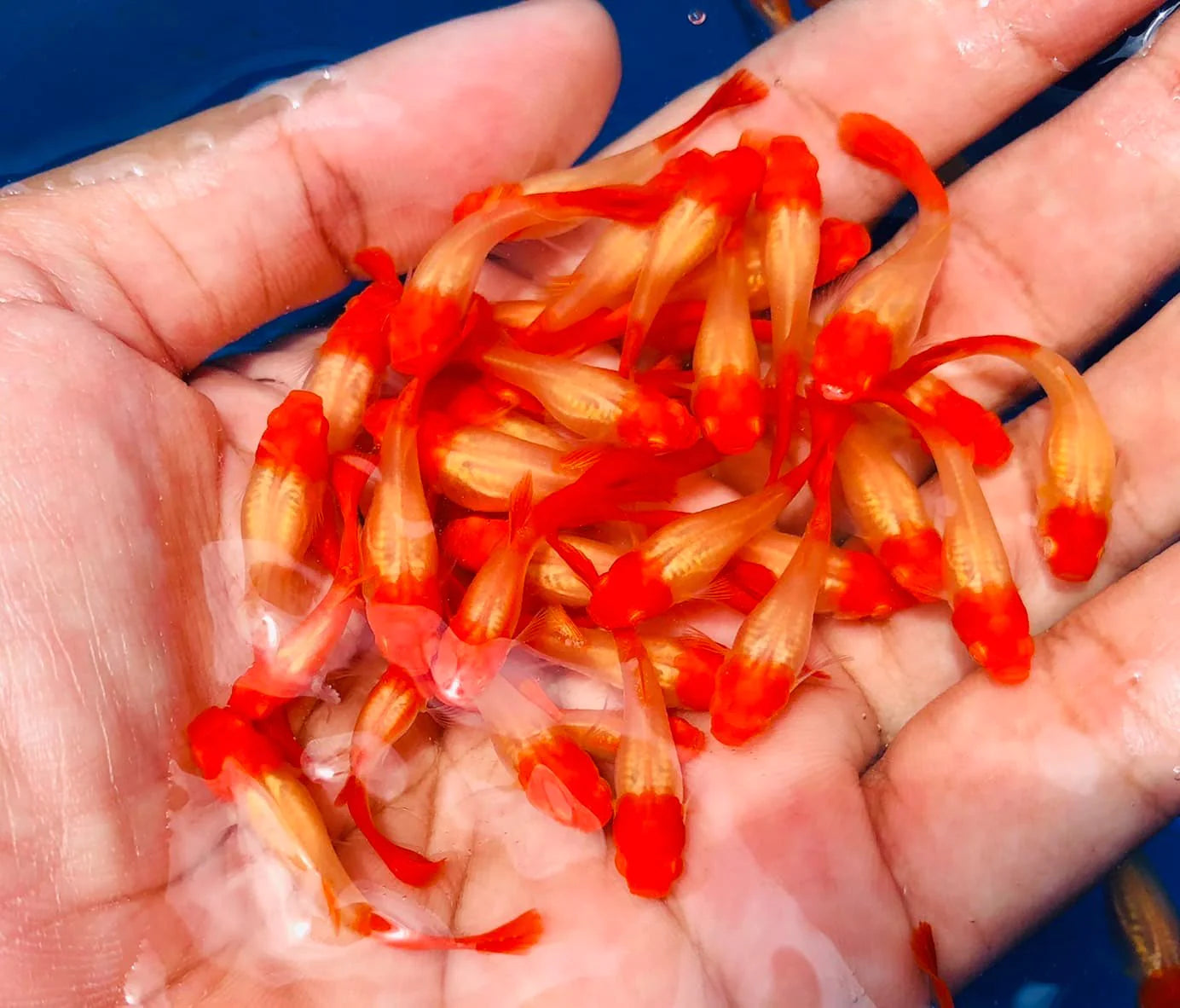 Albino Red Koi Guppies TRIO - 1 Male 2 Female
