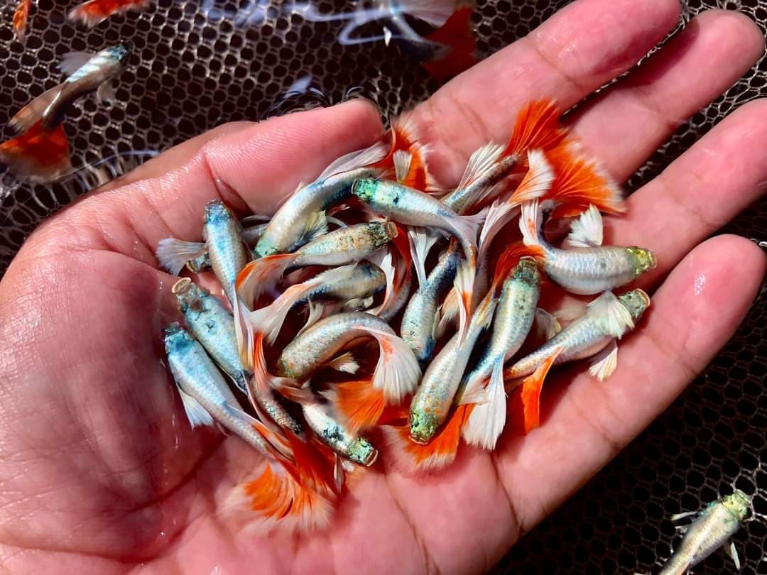 Dumbo Santa Guppies TRIO Male Female – Absolute Betta