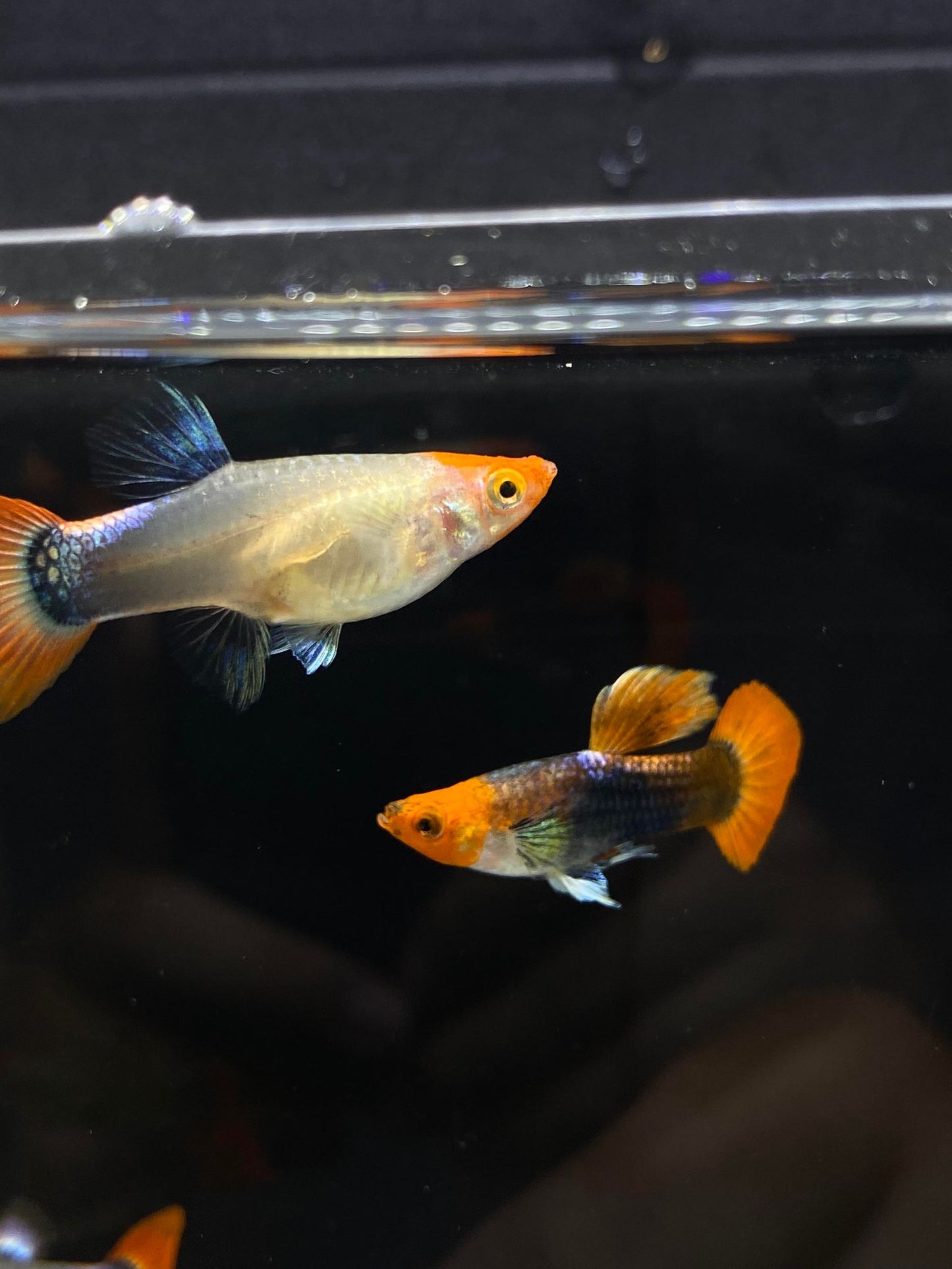 Koi Tuxedo Guppies TRIO - 1 Male 2 Female