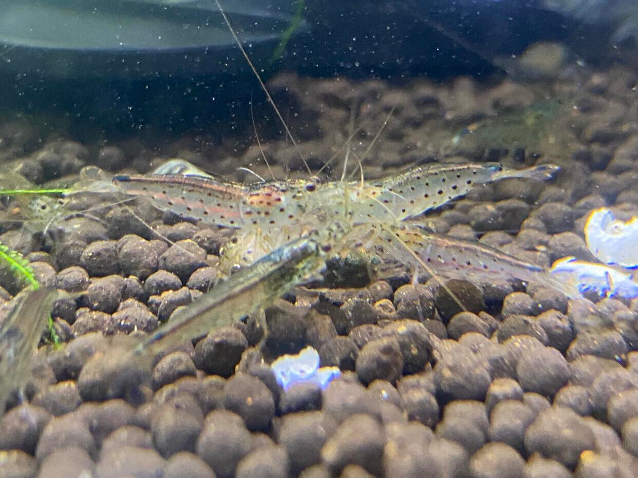 Amano Algae Eater Shrimp - 10 Pack +