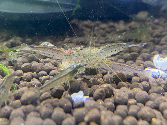 Amano Algae Eater Shrimp - 10 Pack +