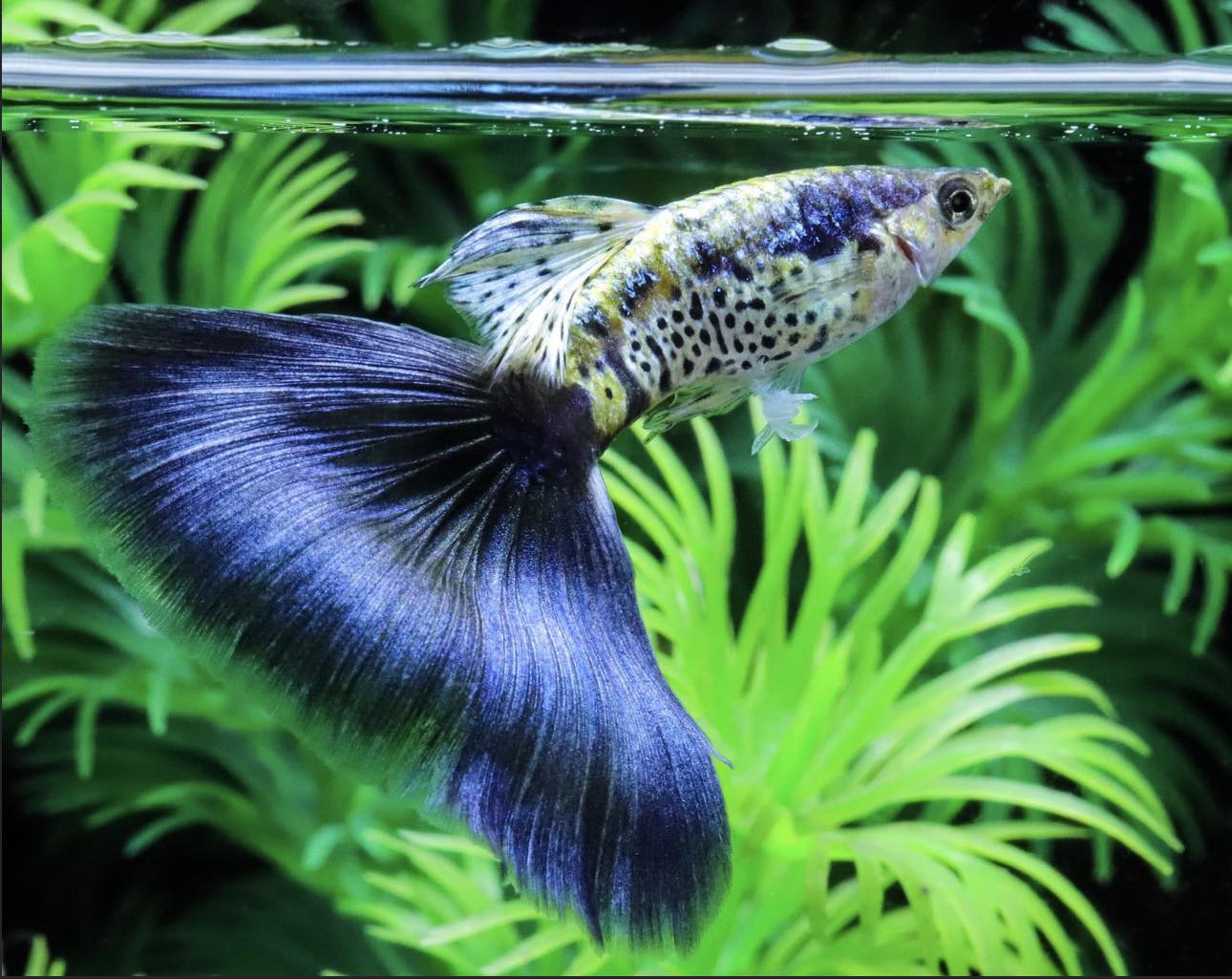 Galaxy Blue Tail Guppies TRIO - 1 Male 2 Female