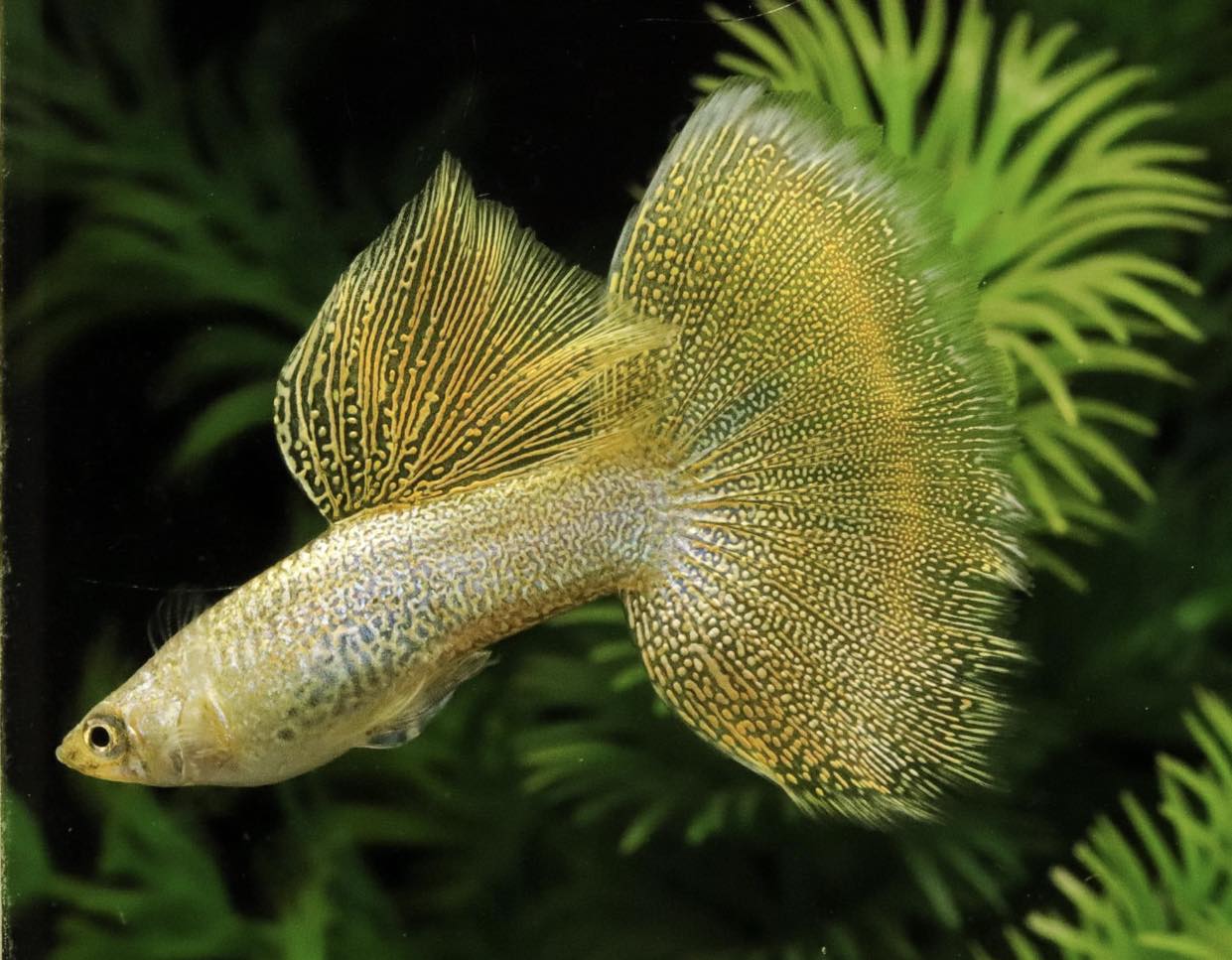 Gold Lace Guppies TRIO - 1 Male 2 Female