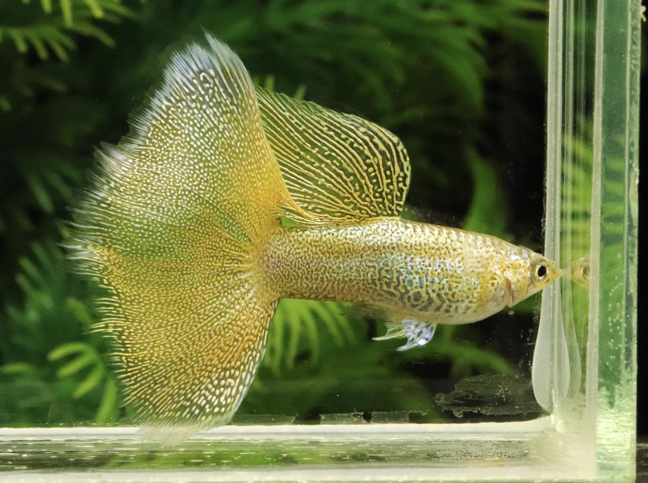 Gold Lace Guppies TRIO - 1 Male 2 Female
