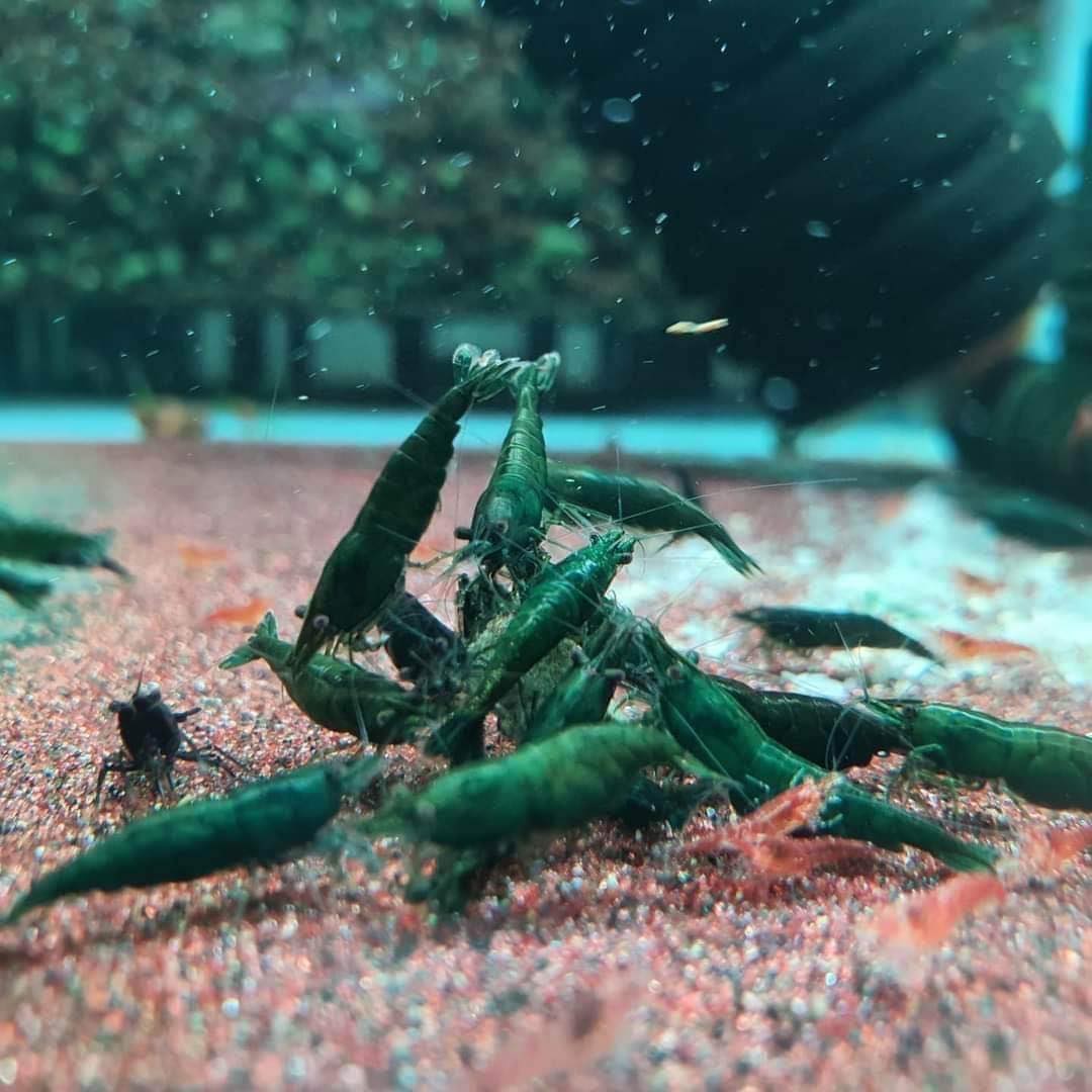Green Jade Neocaridina Shrimp - 10 Pack +