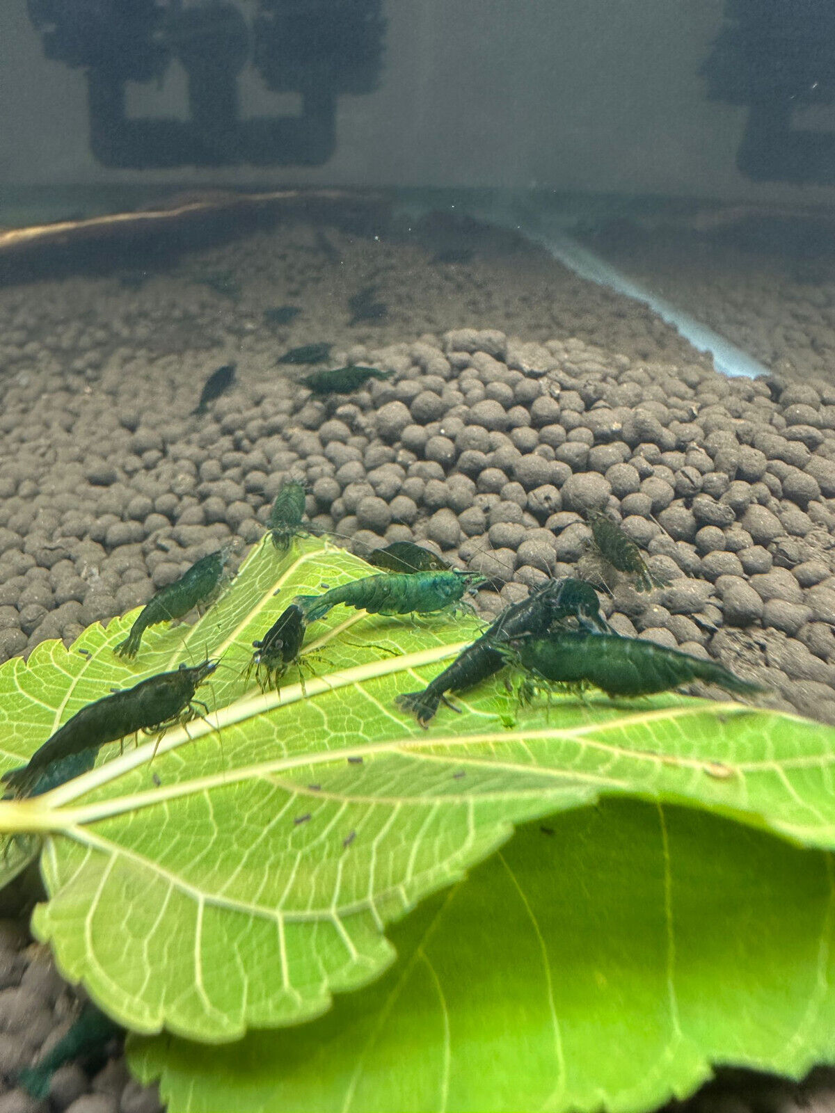 jade plant in aquarium Green Jade Neocaridina Shrimp
