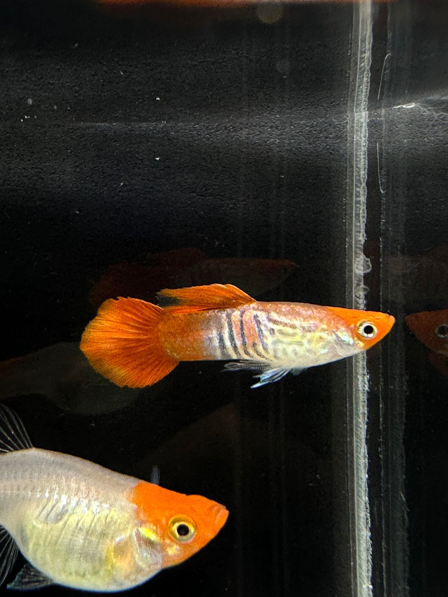 Koi Cobra Guppies TRIO - 1 Male 2 Female