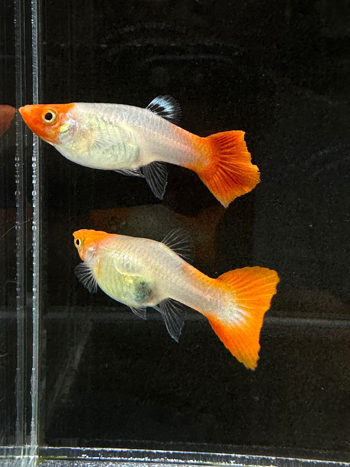 Koi Cobra Guppies TRIO - 1 Male 2 Female