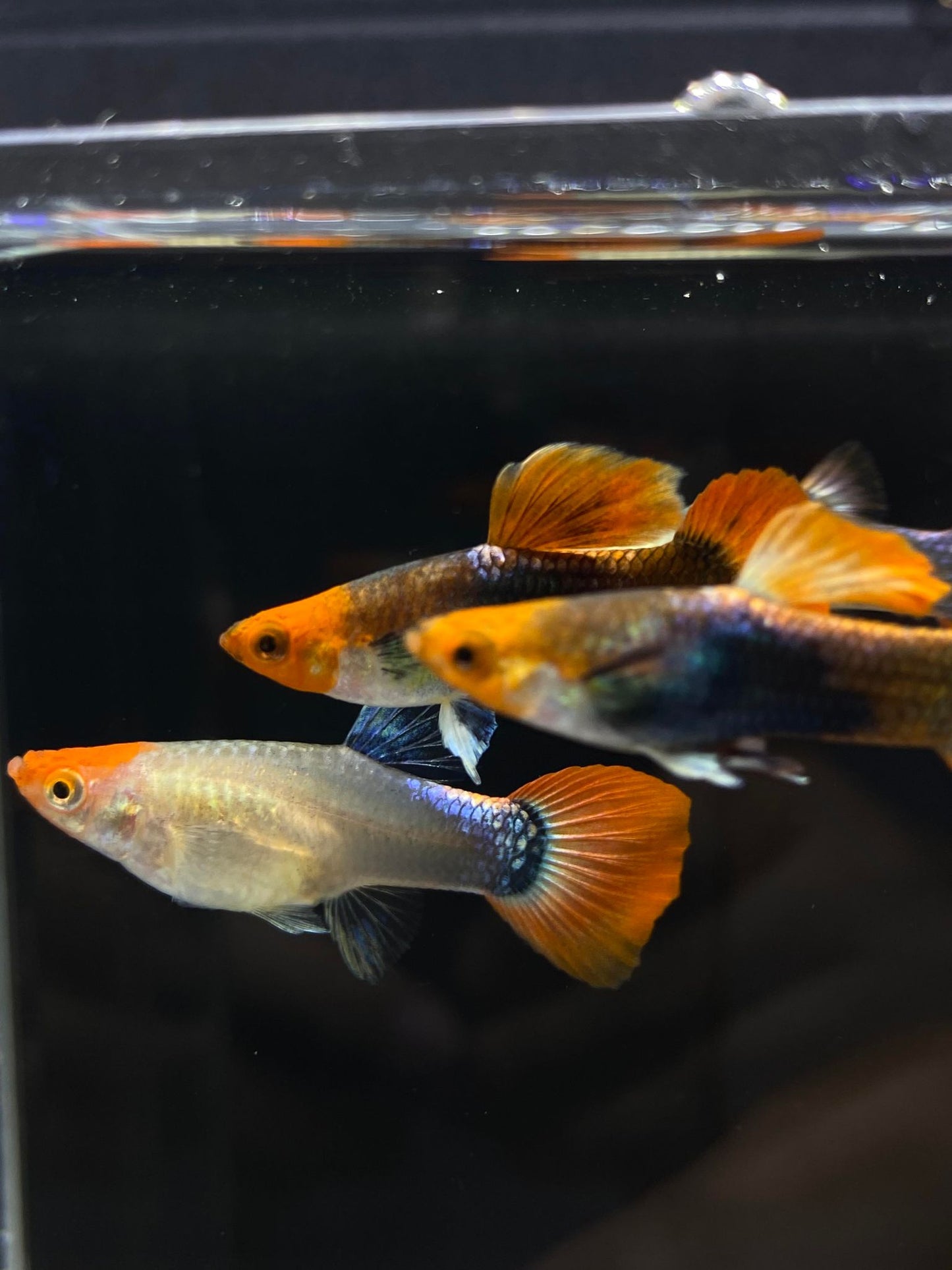 Koi Tuxedo Guppies TRIO - 1 Male 2 Female