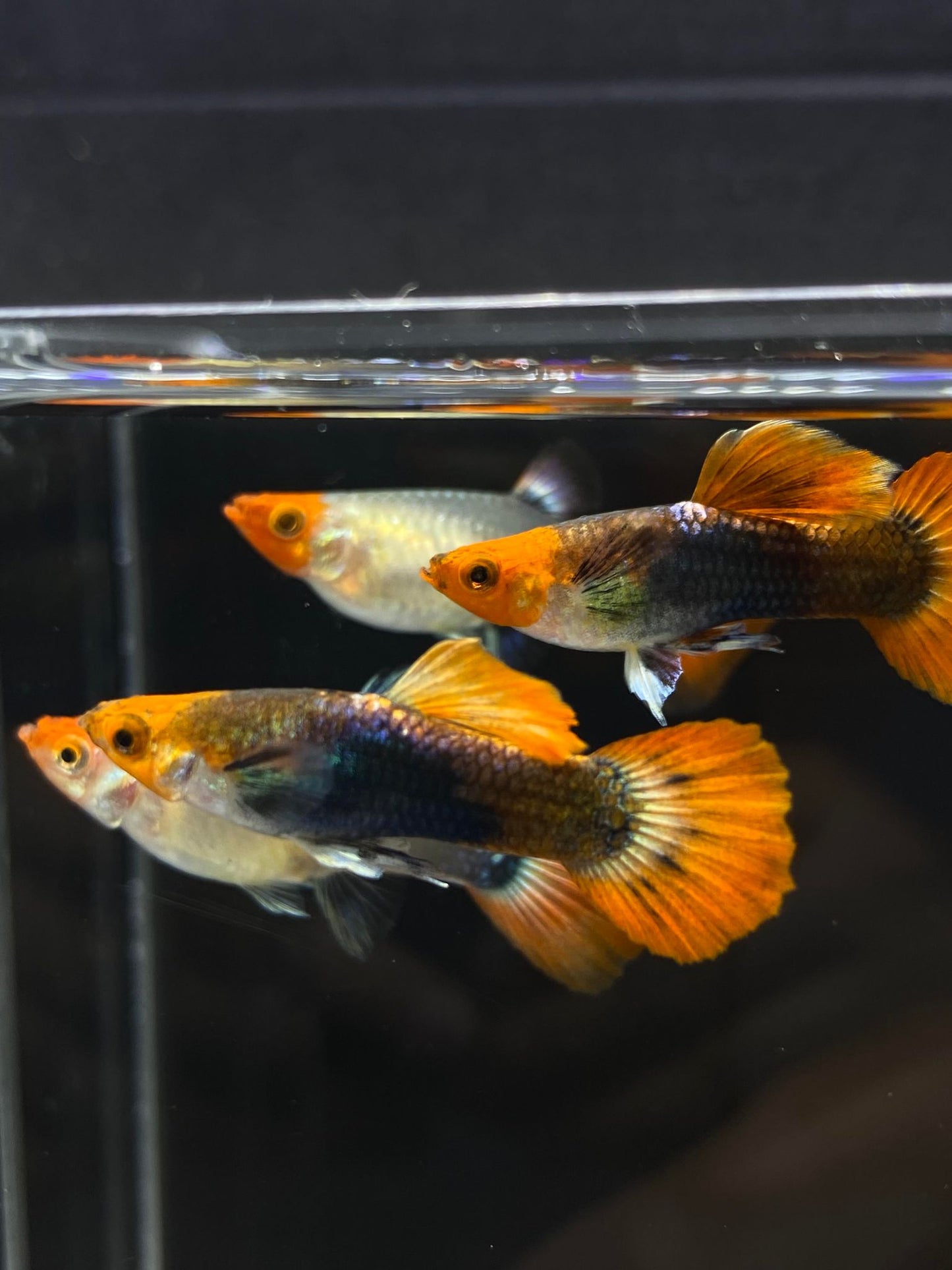 Koi Tuxedo Guppies TRIO - 1 Male 2 Female