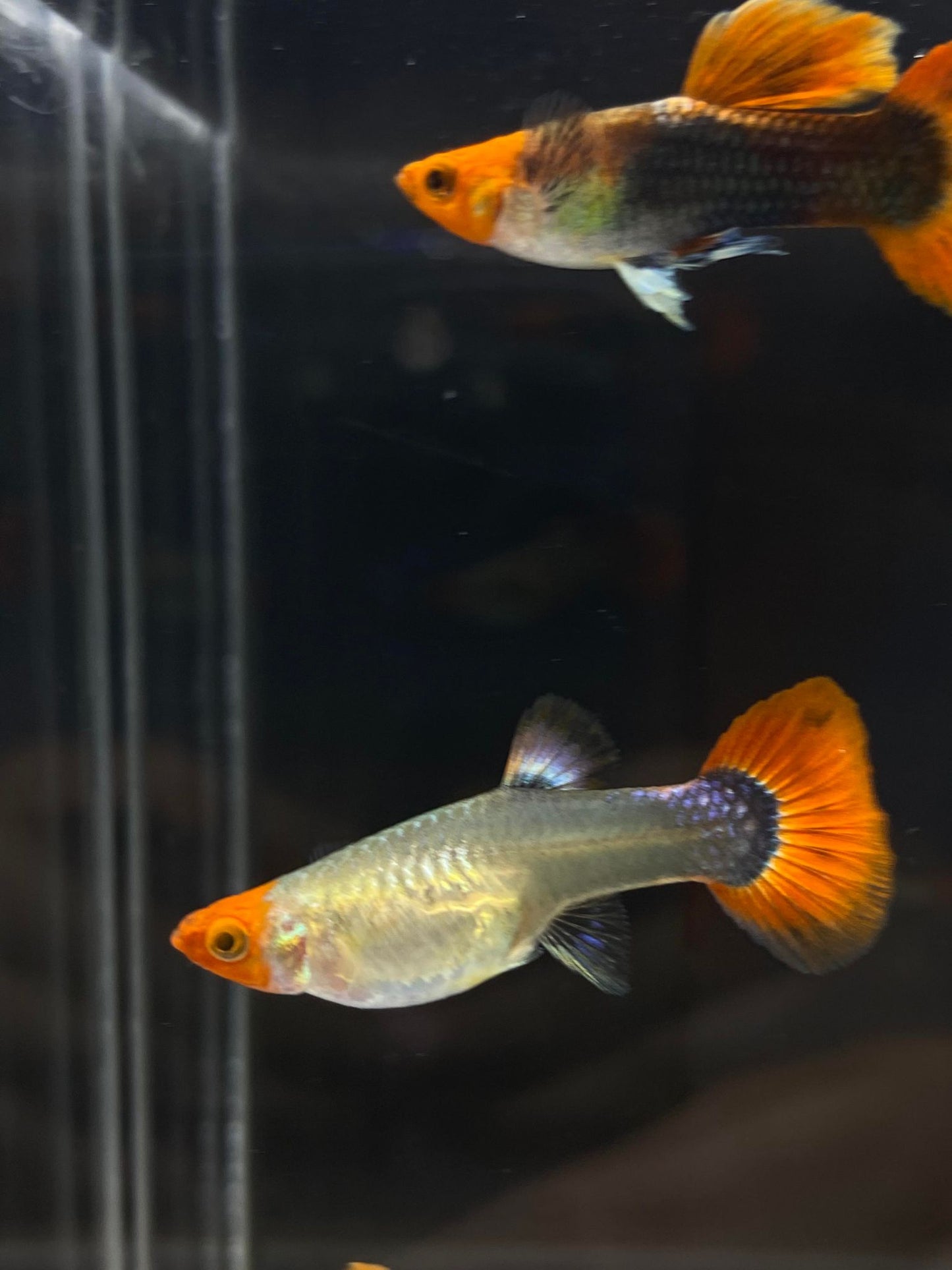 Koi Tuxedo Guppies TRIO - 1 Male 2 Female