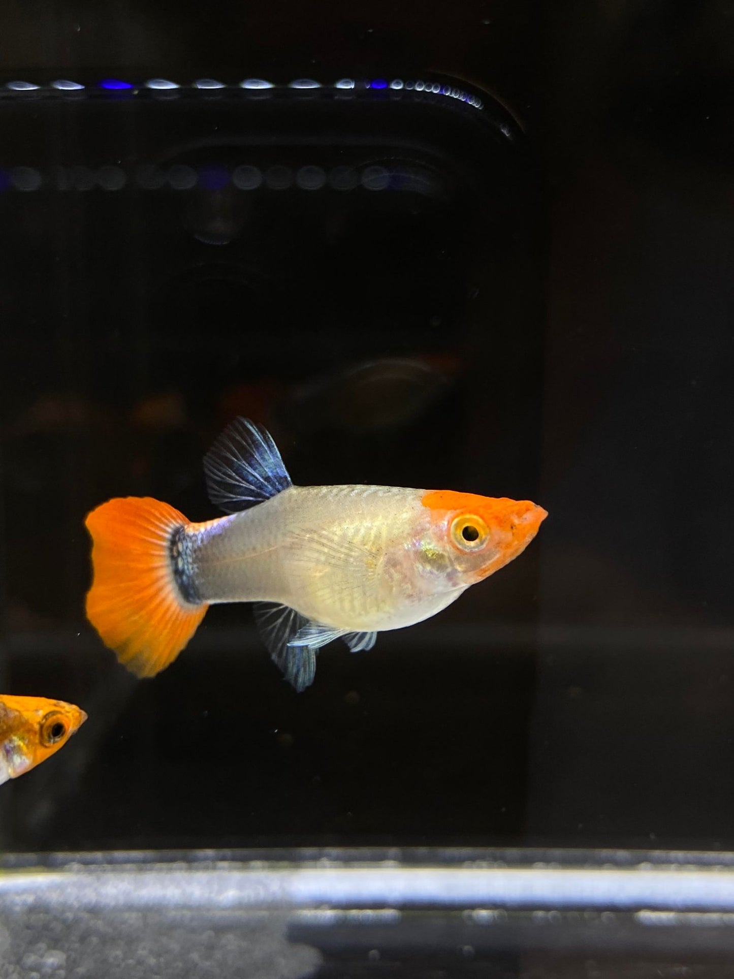 Koi Tuxedo Guppies TRIO - 1 Male 2 Female