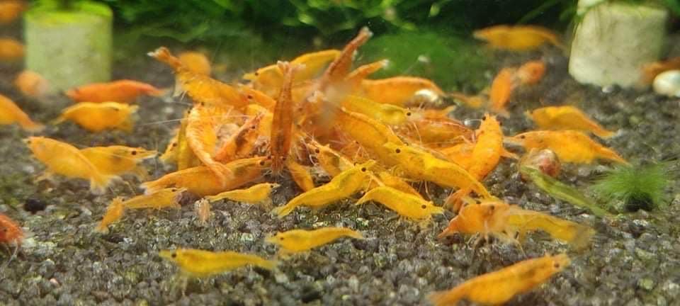 Orange Sunkist Neocaridina Shrimp - 10 Pack +