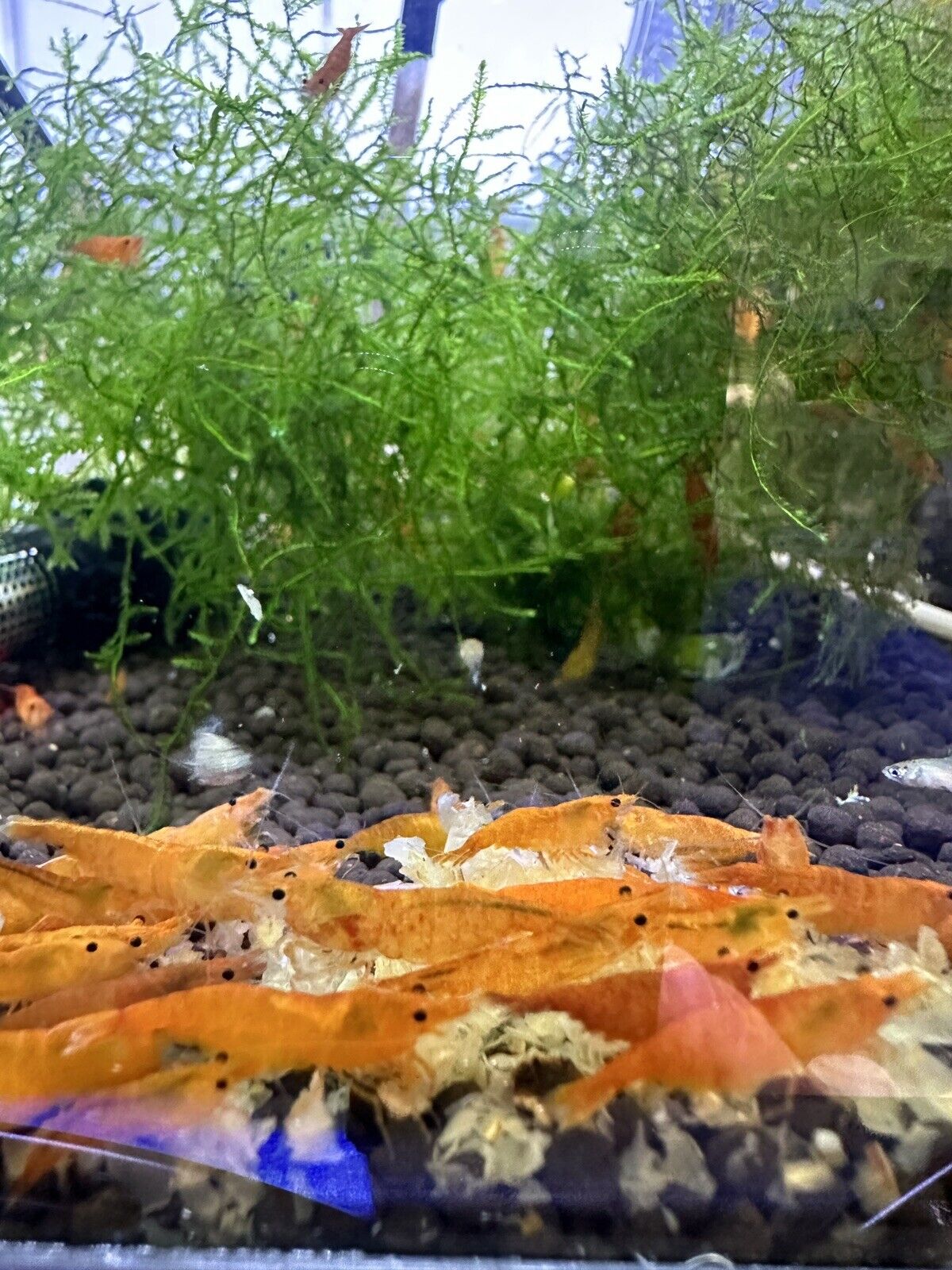 Orange Sunkist Neocaridina Shrimp - 10 Pack +