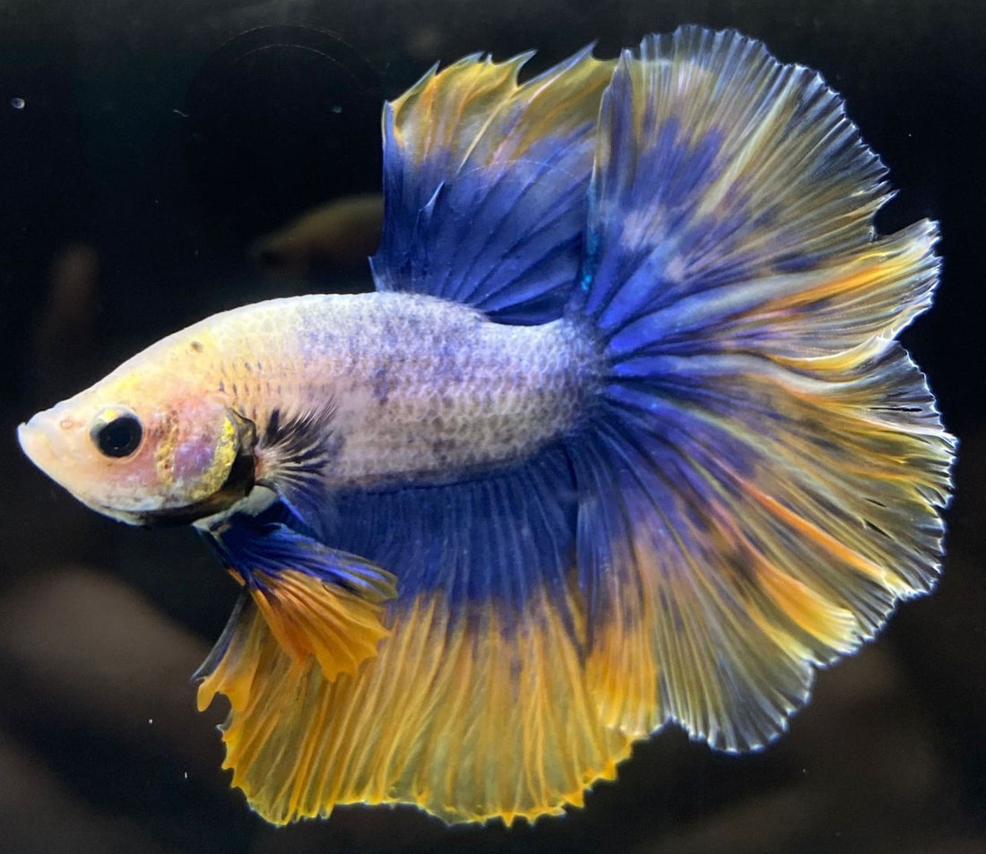 Basic Betta Care Guide