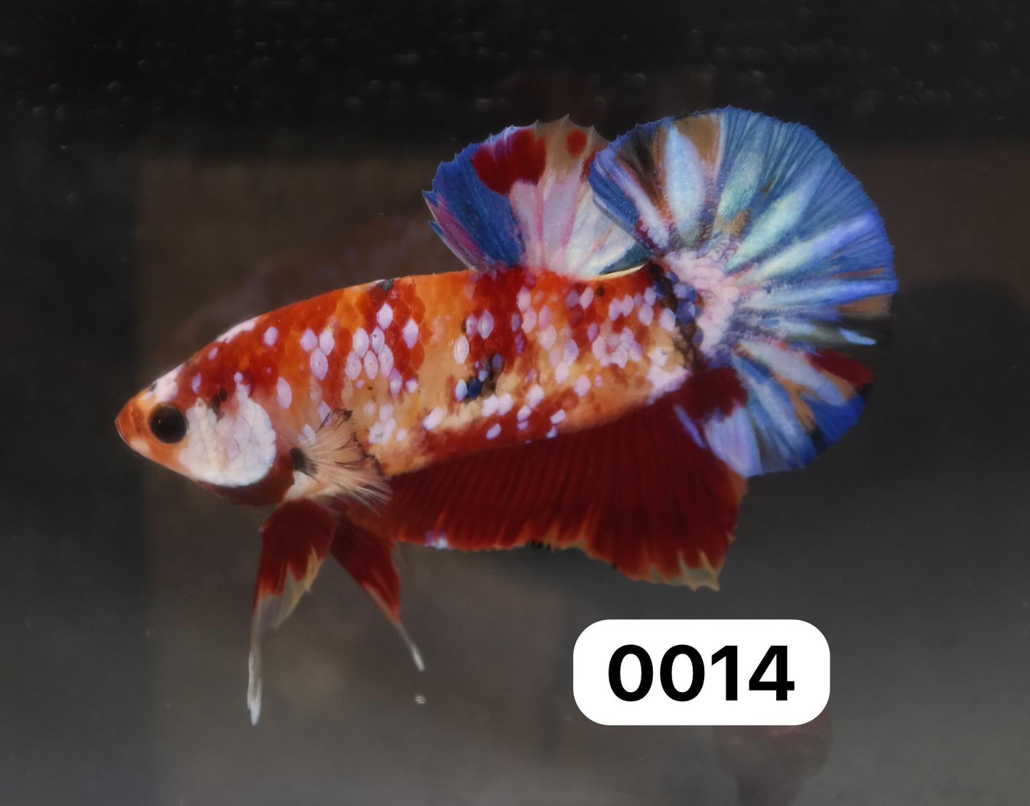 Male Halfmoon Plakat - Galaxy #M014