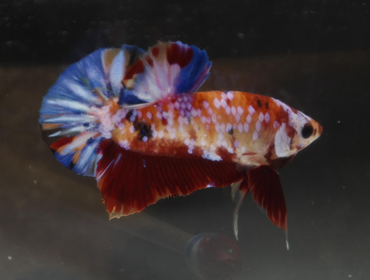 Male Halfmoon Plakat - Galaxy #M014