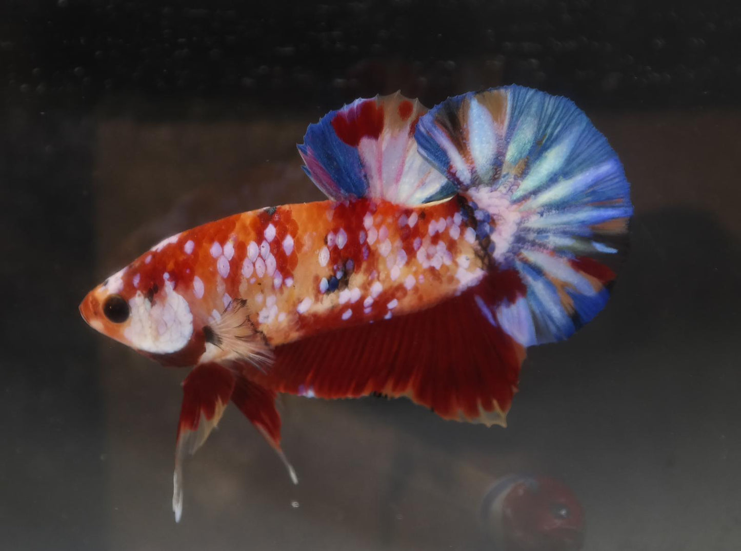 Male Halfmoon Plakat - Galaxy #M014