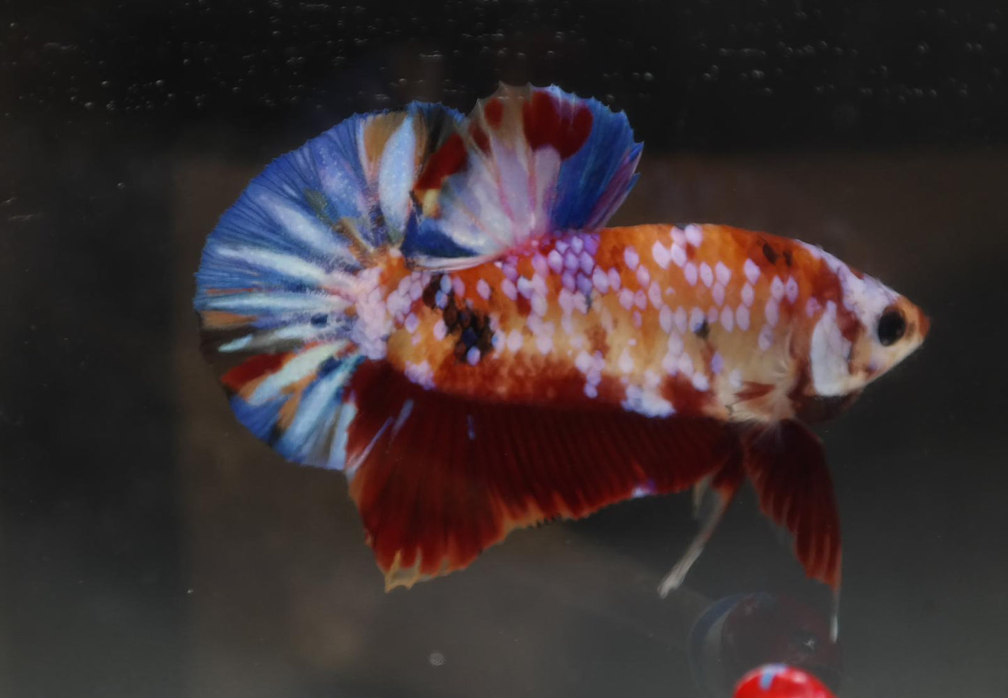 Male Halfmoon Plakat - Galaxy #M014