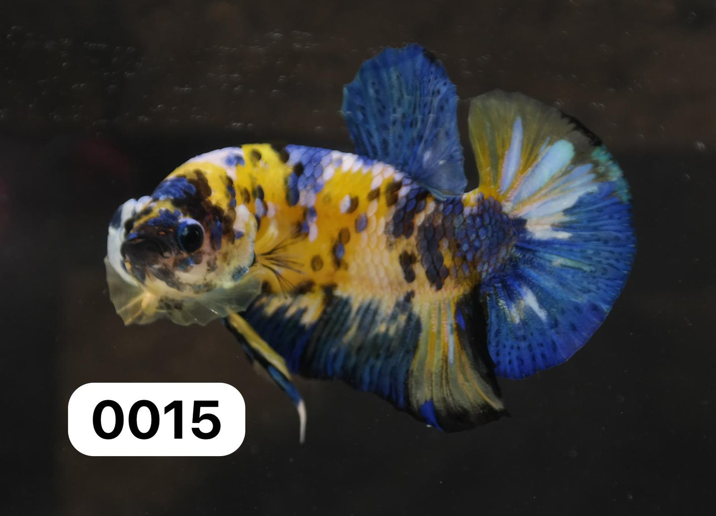 Male Halfmoon Plakat - Yellow Galaxy #M015