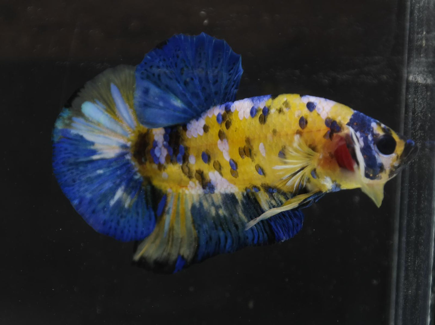 Male Halfmoon Plakat - Yellow Galaxy #M015