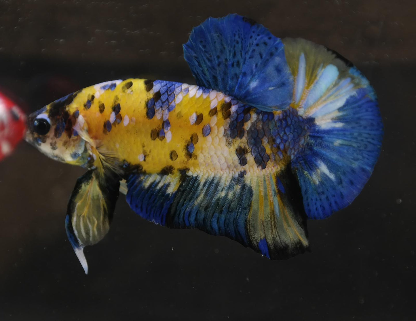 Male Halfmoon Plakat - Yellow Galaxy #M015