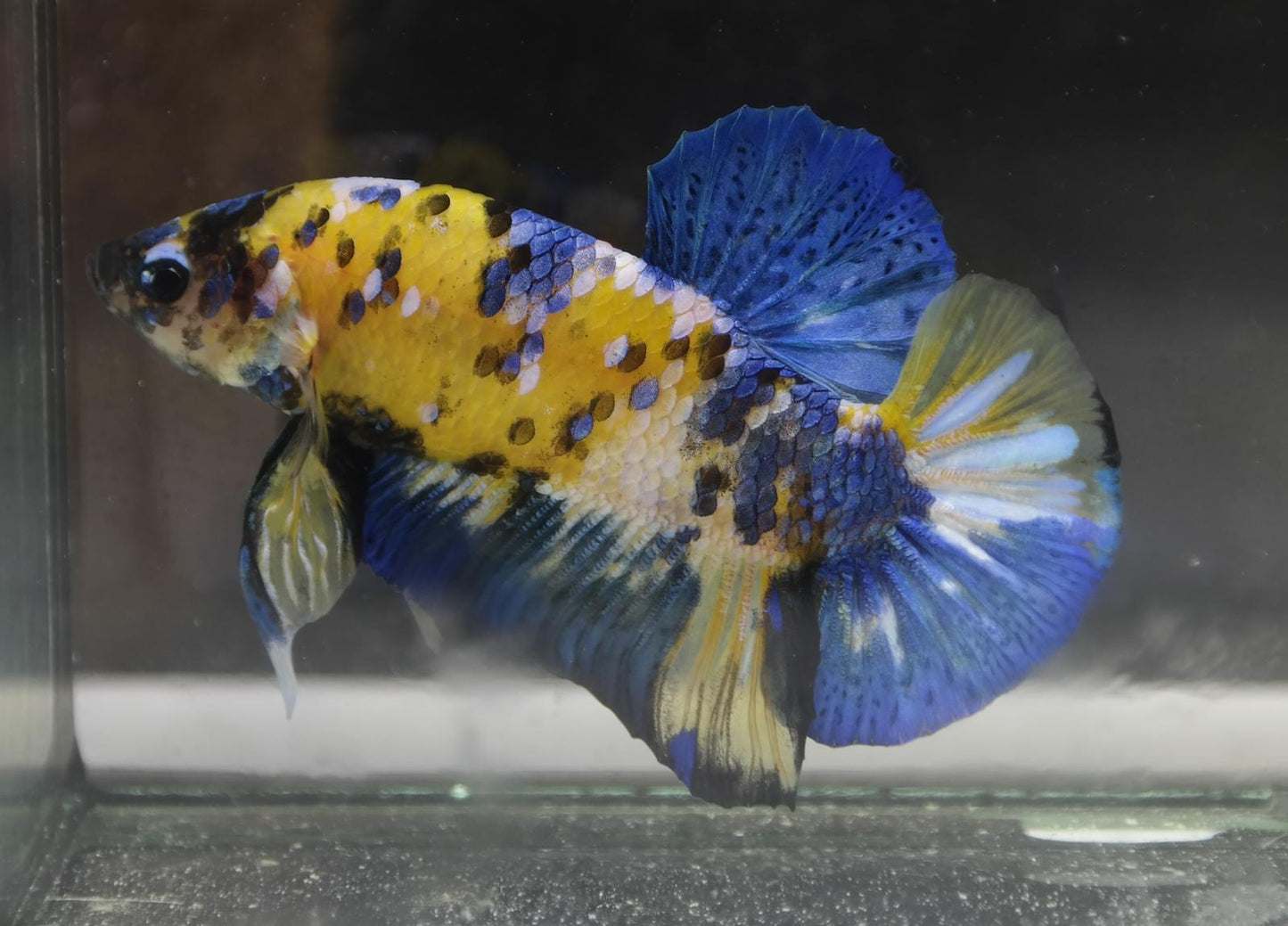 Male Halfmoon Plakat - Yellow Galaxy #M015