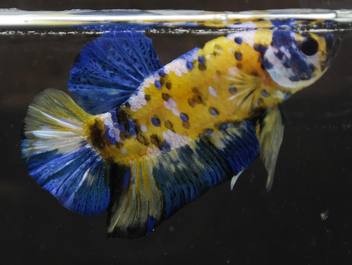 Male Halfmoon Plakat - Yellow Galaxy #M015