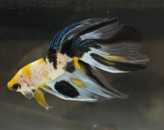 Male Veiltail - Yellow Galaxy - #M016
