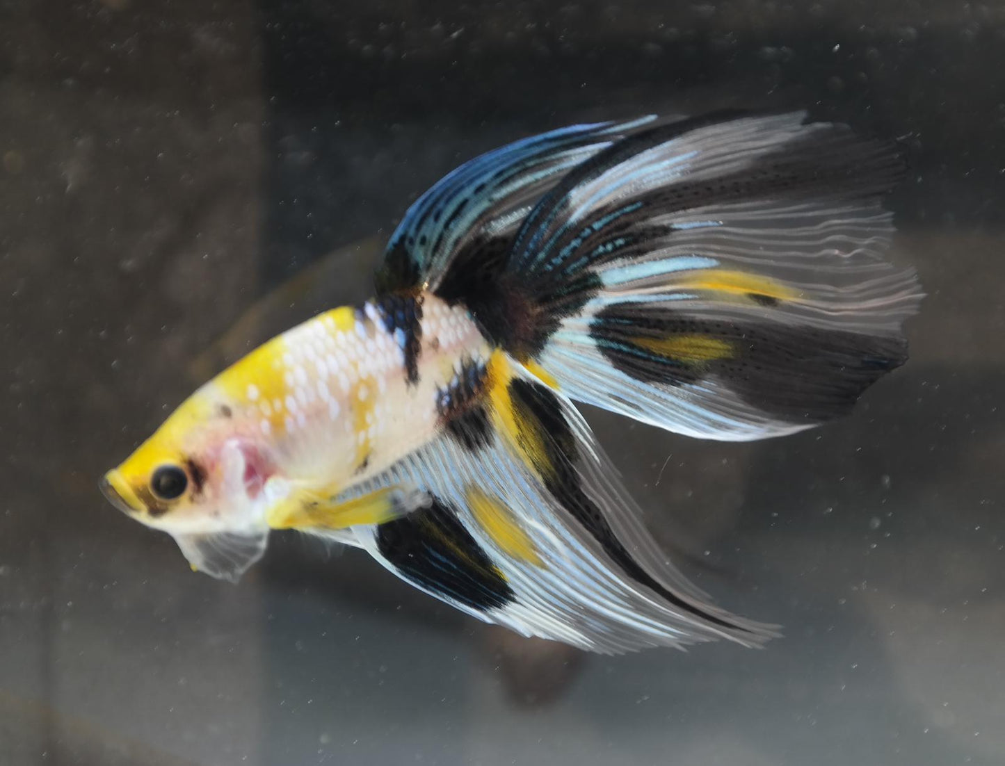 Male Veiltail - Yellow Galaxy - #M016