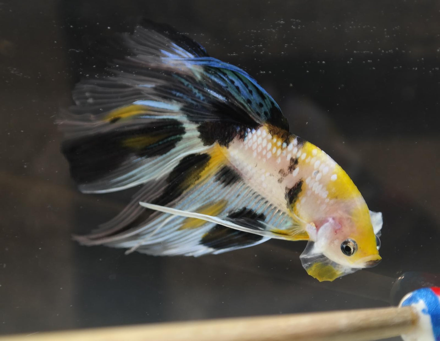 Male Veiltail - Yellow Galaxy - #M016