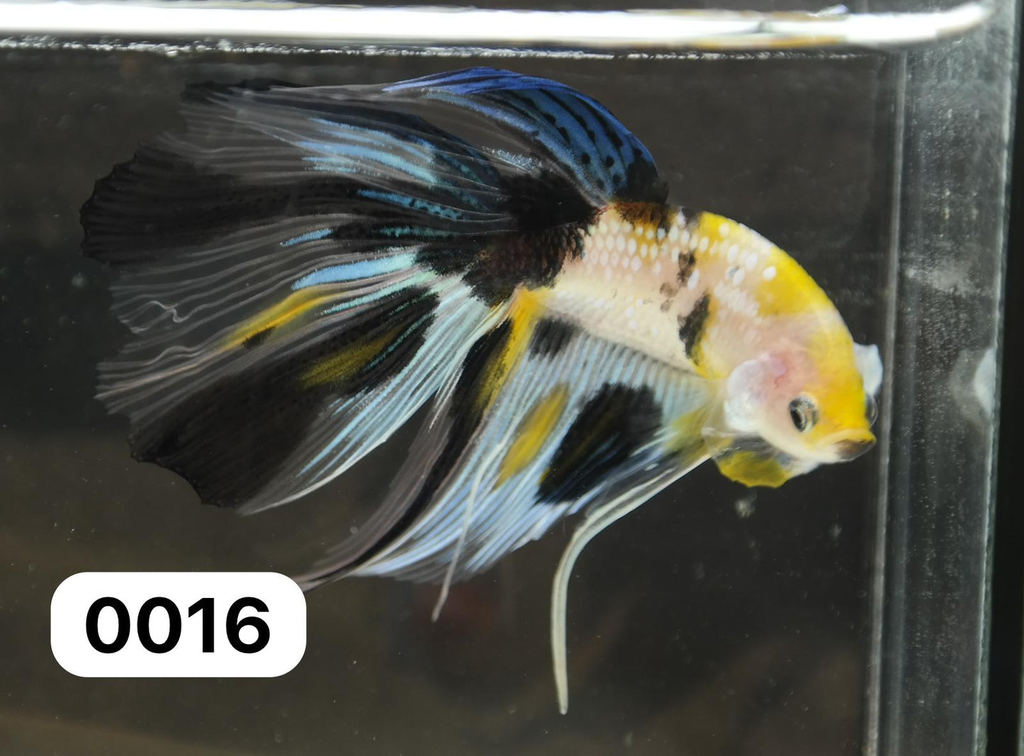 Male Veiltail - Yellow Galaxy - #M016