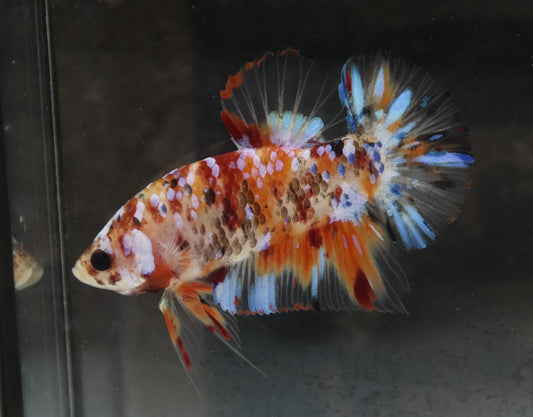 Male Halfmoon Plakat - Galaxy #M017