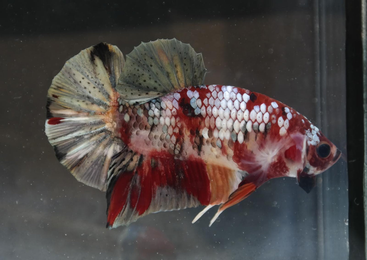 Male Halfmoon Plakat - Red Koi Copper #M018