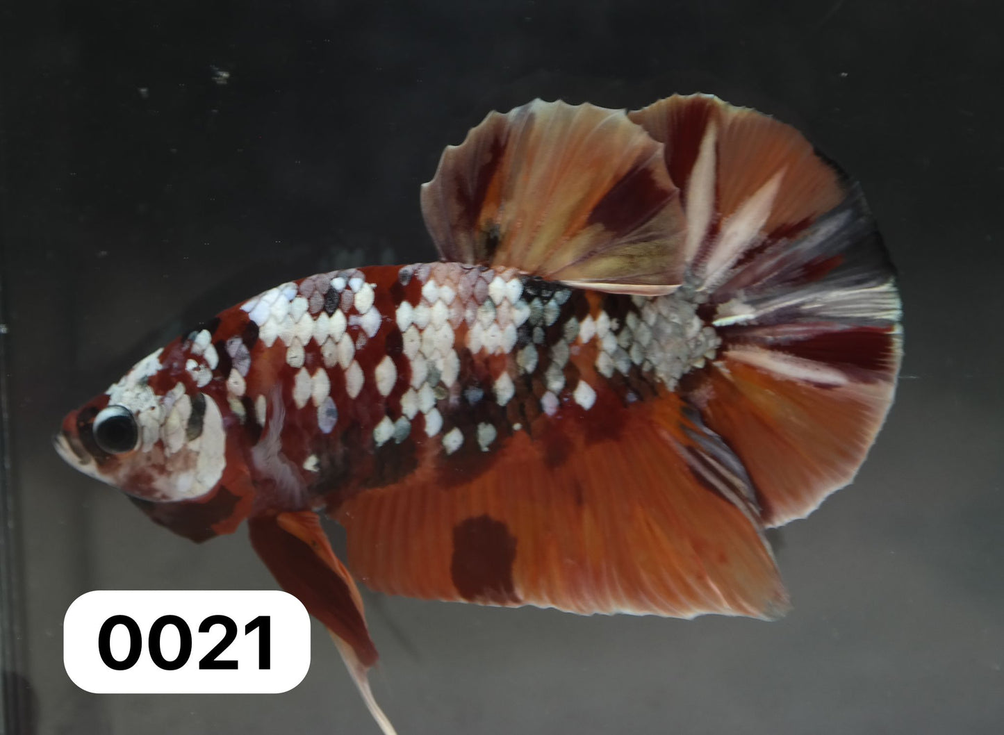 Male Halfmoon Plakat - Candy Copper #M021