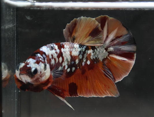 Male Halfmoon Plakat - Candy Copper #M021