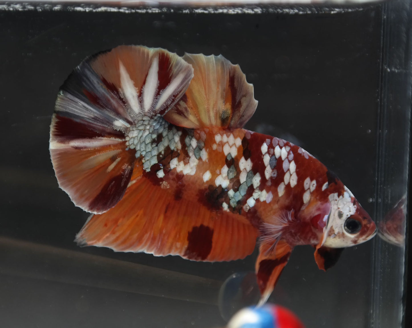 Male Halfmoon Plakat - Candy Copper #M021