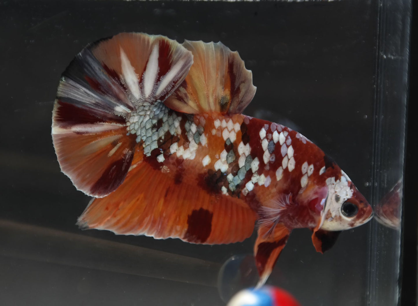 Male Halfmoon Plakat - Candy Copper #M021