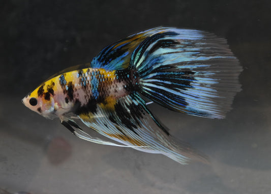 Male Veiltail - Yellow Galaxy - #M023