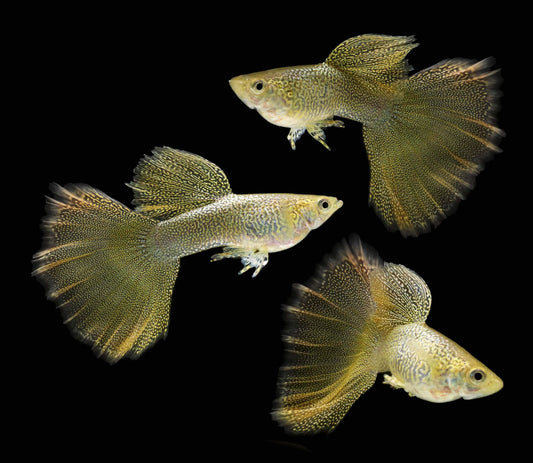 Gold Lace Guppies TRIO - 1 Male 2 Female