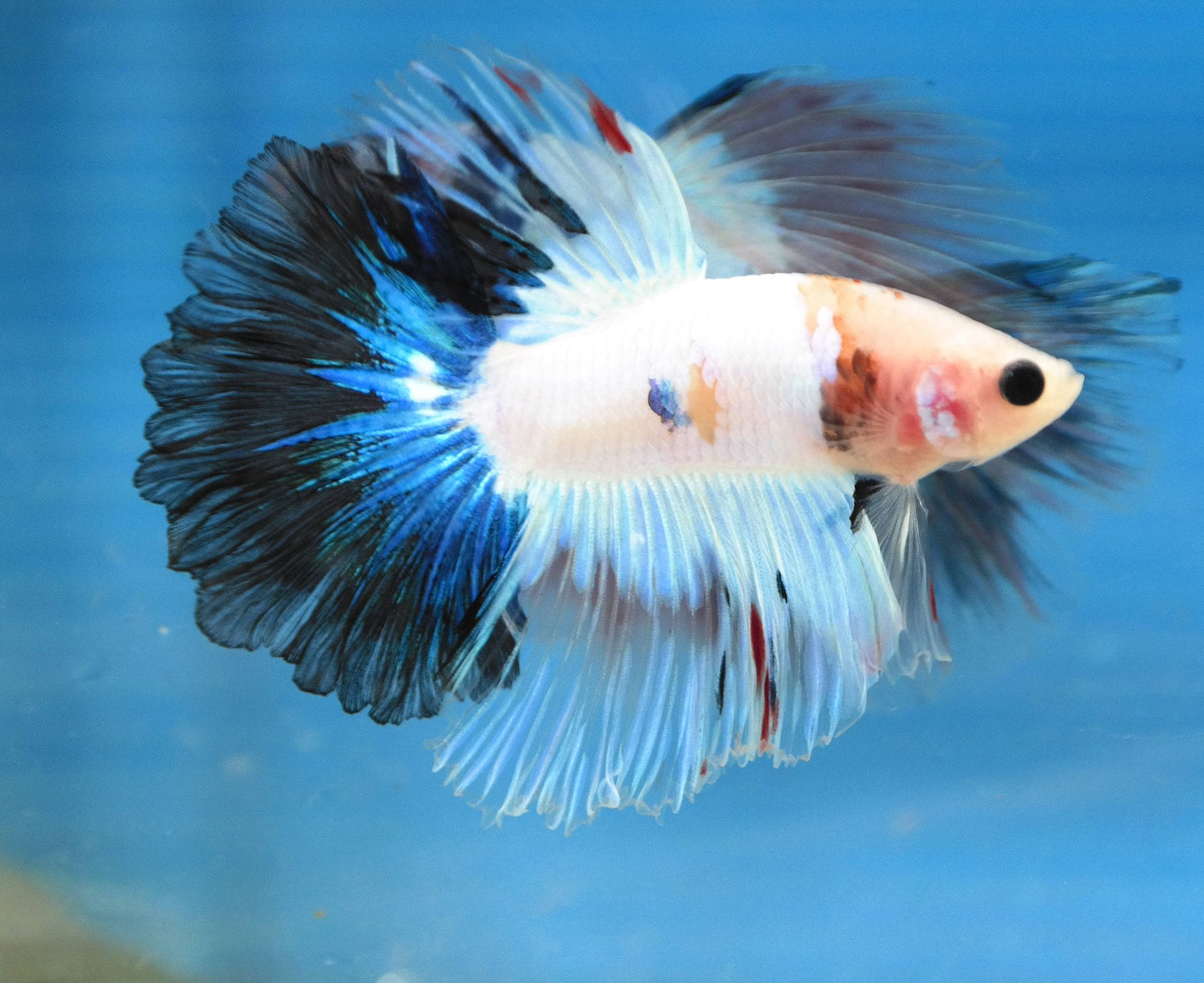 Male Fancy Blue Tail Rosetail Betta Fish A101