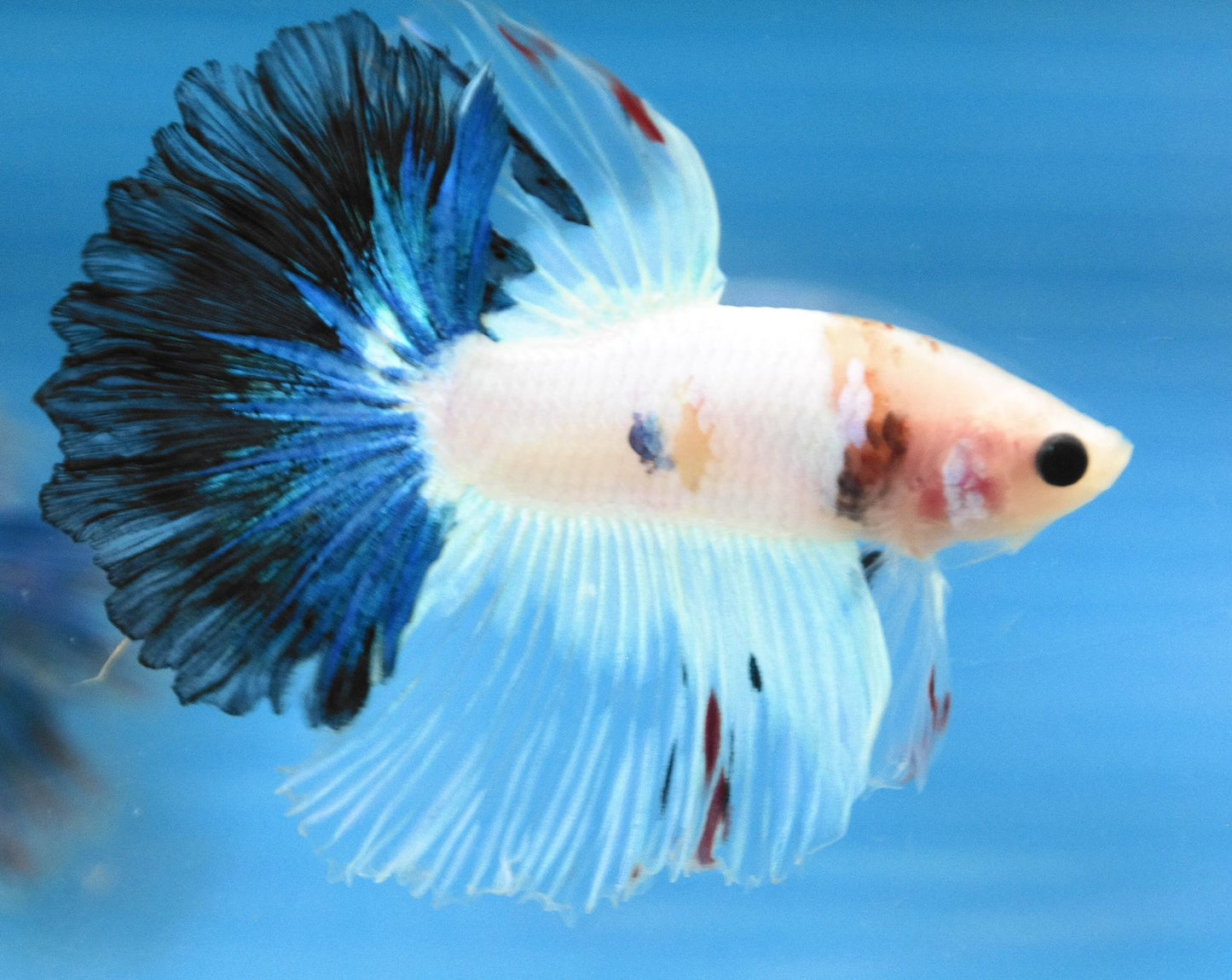 Male Fancy Blue Tail Rosetail Betta Fish A101