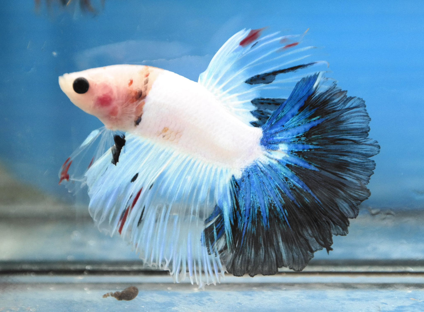 Male Fancy Blue Tail Rosetail Betta Fish A101