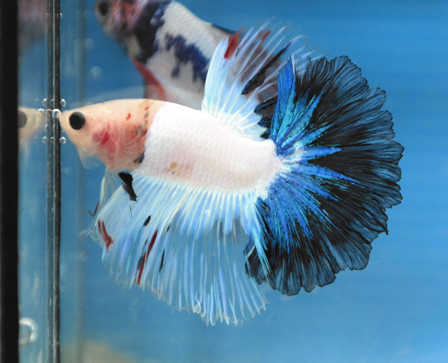 Male Fancy Blue Tail Rosetail Betta Fish A101