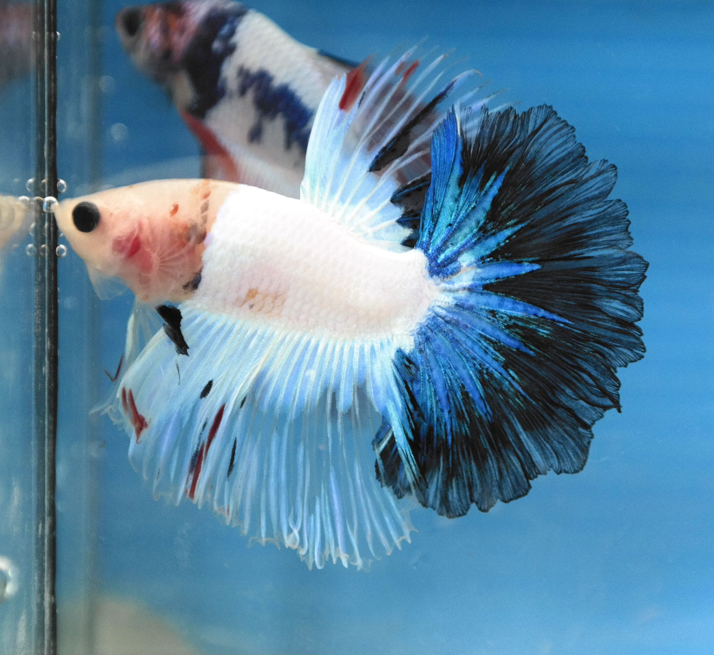 Male Fancy Blue Tail Rosetail Betta Fish A101