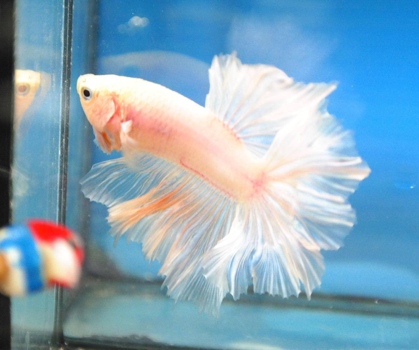 Male White Platinum Rosetail Betta Fish A102