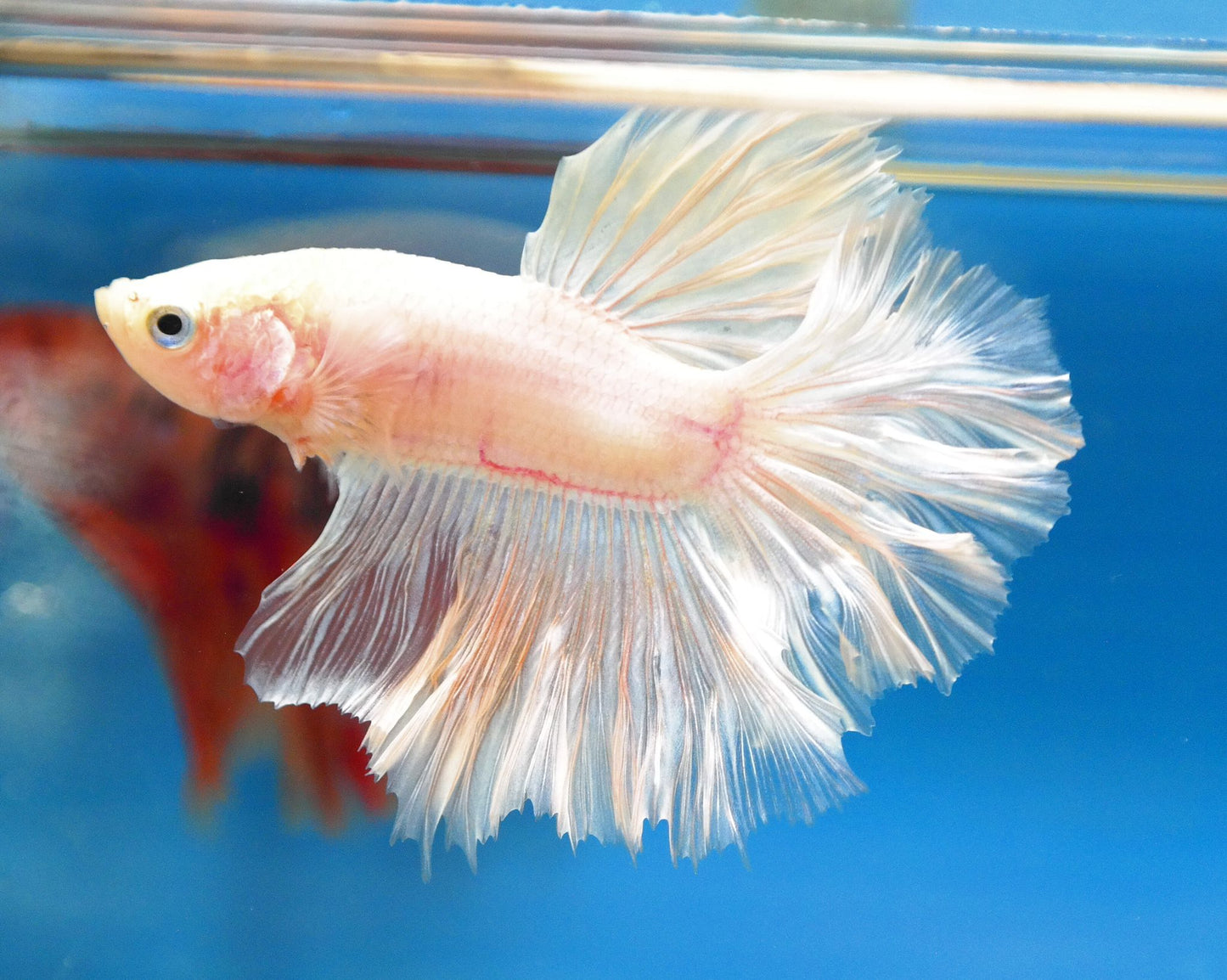 Male White Platinum Rosetail Betta Fish A102