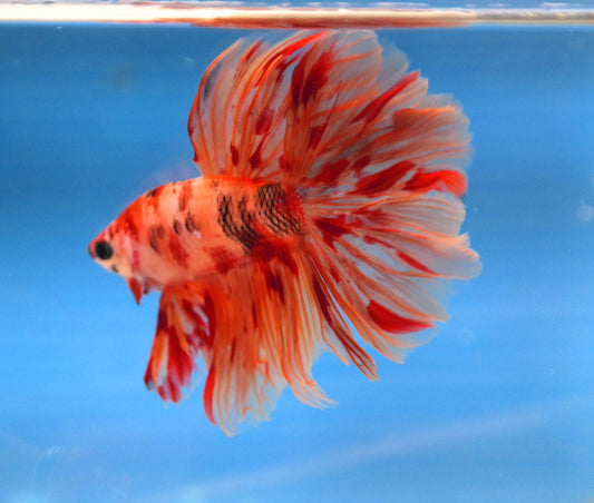 Male Nemo Galaxy Rosetail Betta A103