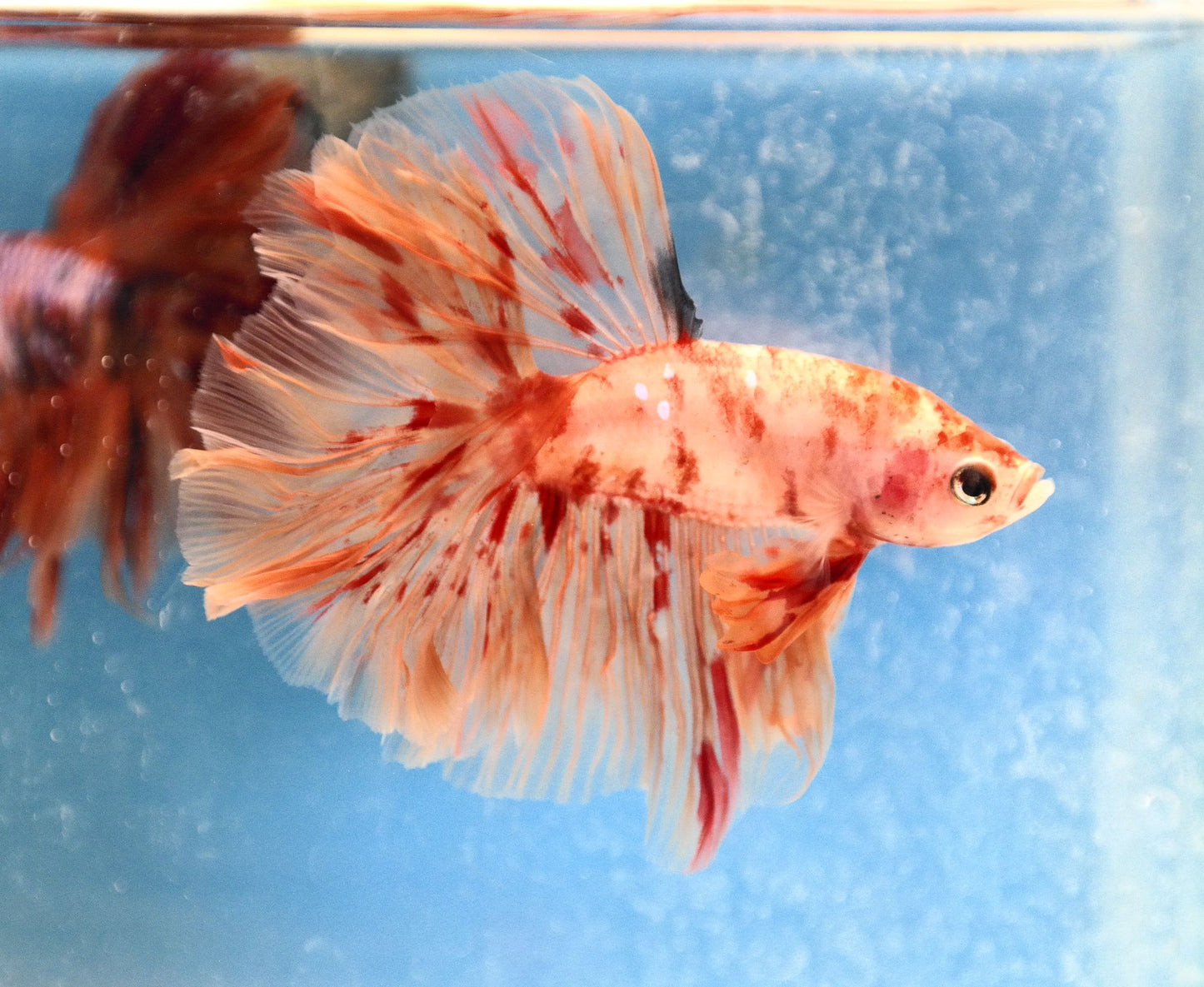 Male Nemo Galaxy Rosetail Betta Fish A105